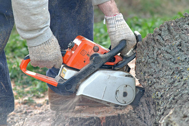 Best Lawn Dethatching  in USA